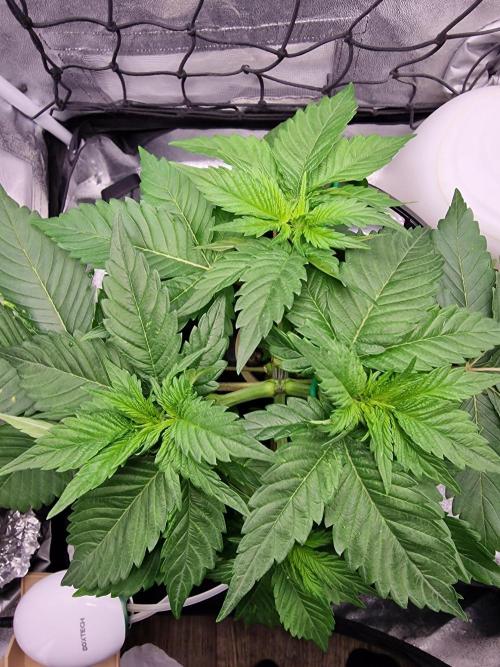 Northern Light DWC. Week 6