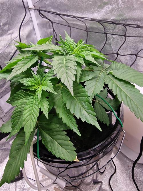 Northern Light DWC. Week 6