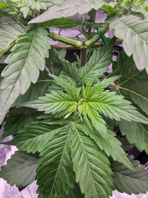 Northern Light DWC. Week 6