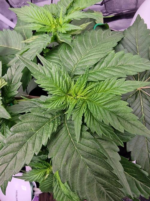 Northern Light DWC. Week 6