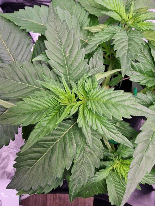 Northern Light DWC. Week 6