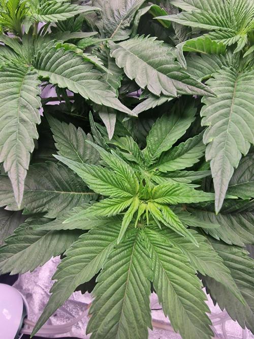 Northern Light DWC. Week 7