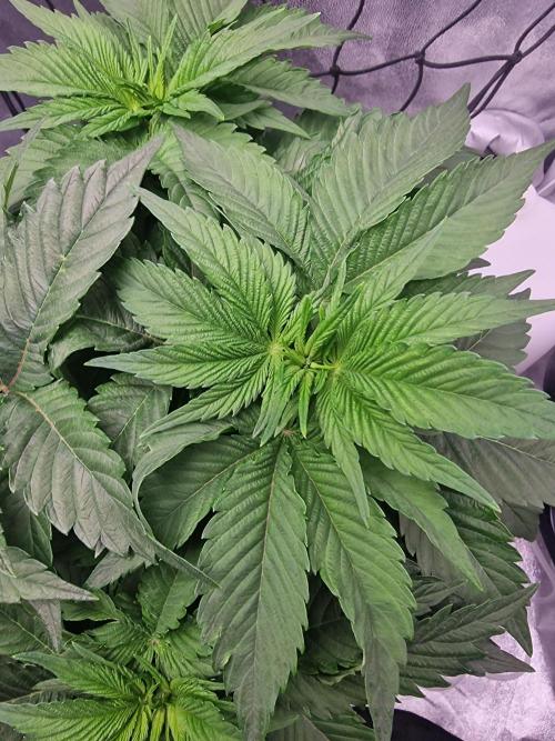 Northern Light DWC. Week 7