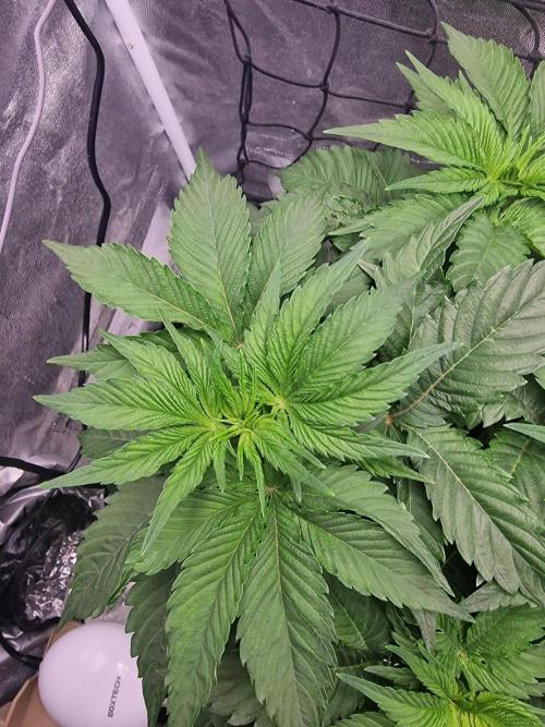 Northern Light DWC. Week 7