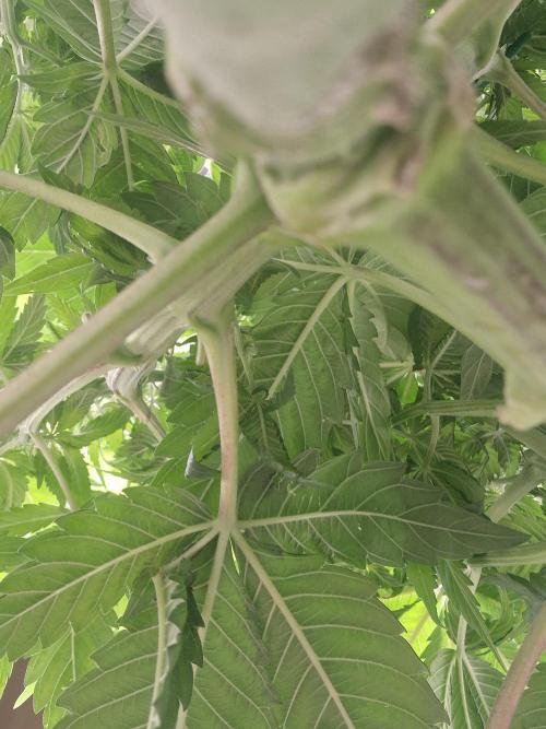 Northern Light DWC. Week 8