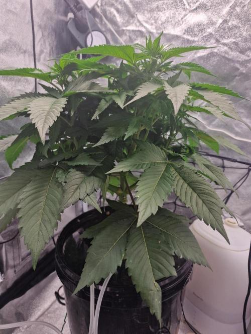 Northern Light DWC. Week 8