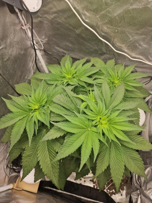 Northern Light DWC. Week 8