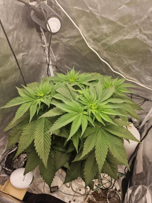 Northern Light DWC. Week 8