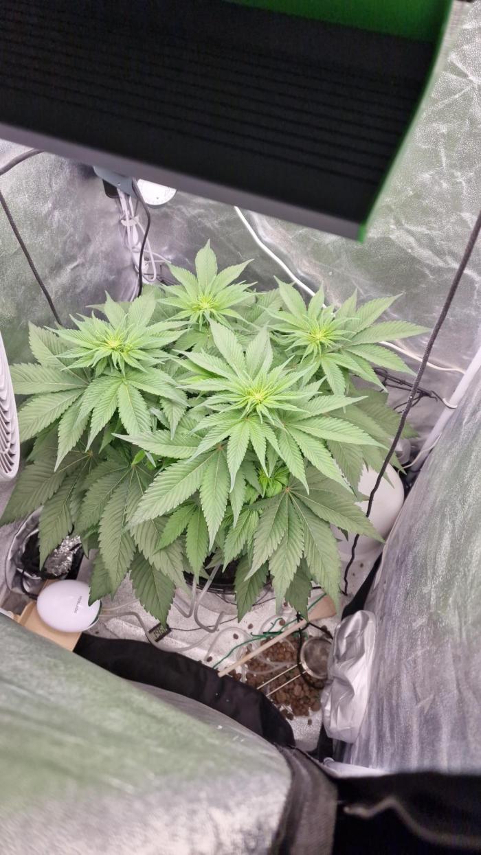 Northern Light DWC. Week 9