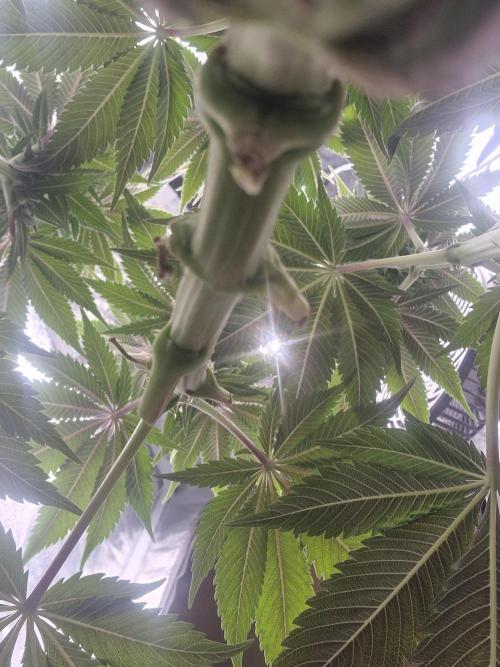 Northern Light DWC. Week 11