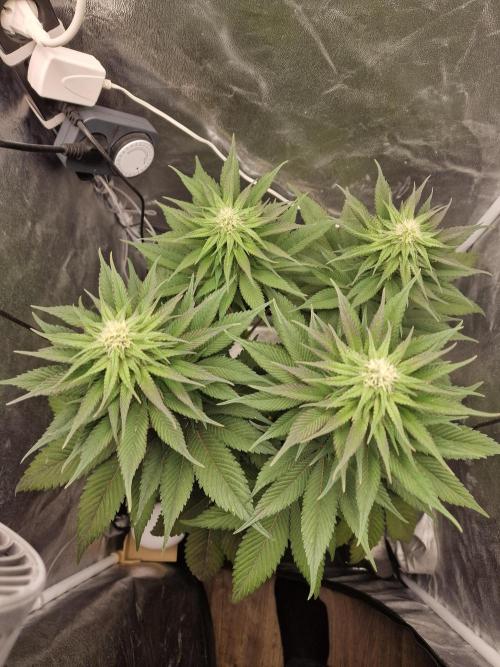 Northern Light DWC. Week 11