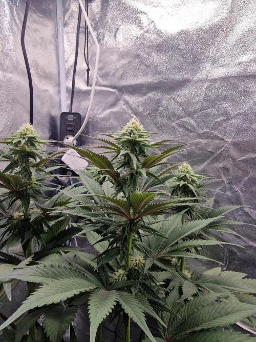 Northern Light DWC. Week 11