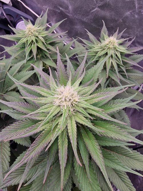 Northern Light DWC. Week 11