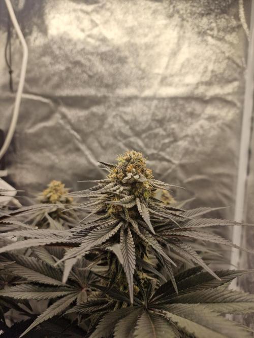 Northern Light DWC. Week 14