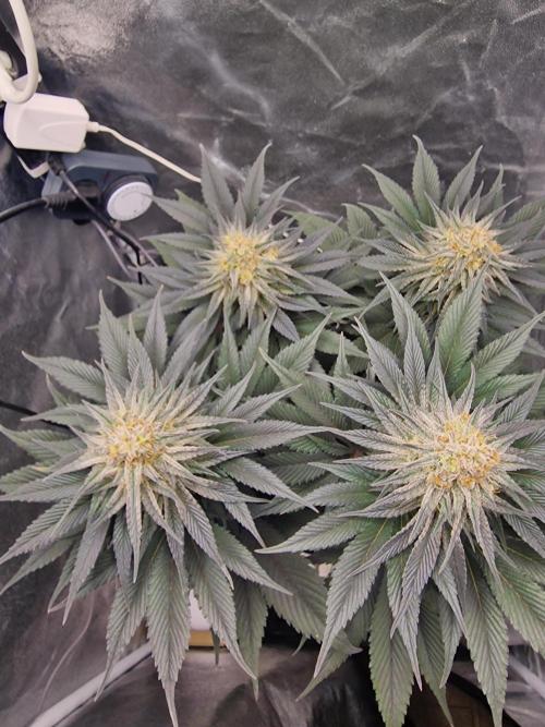 Northern Light DWC. Week 14