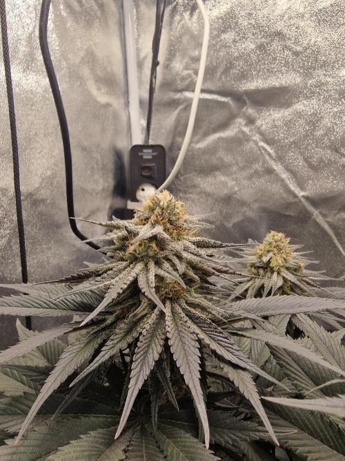 Northern Light DWC. Week 14