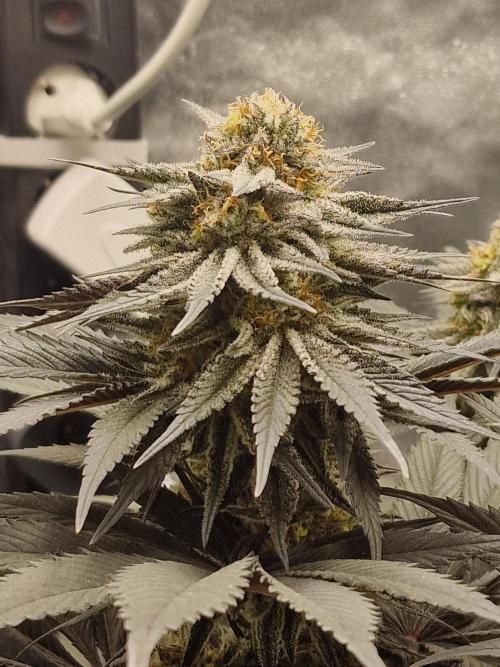 Northern Light DWC. Week 14