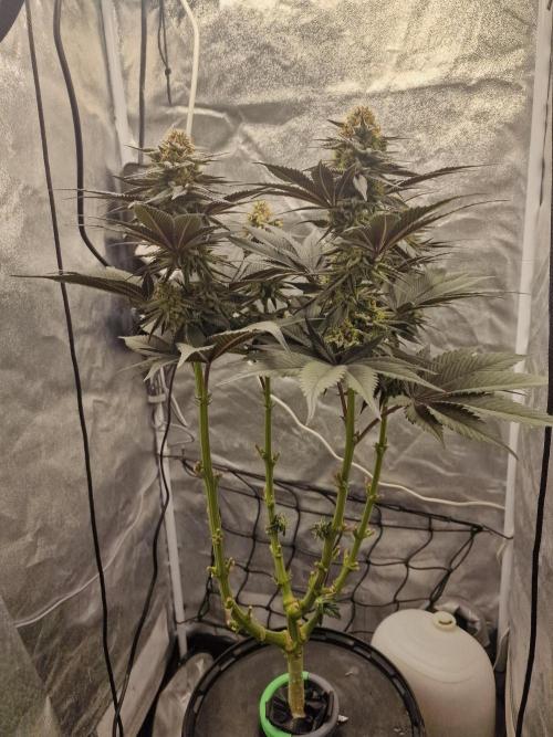 Northern Light DWC. Week 14