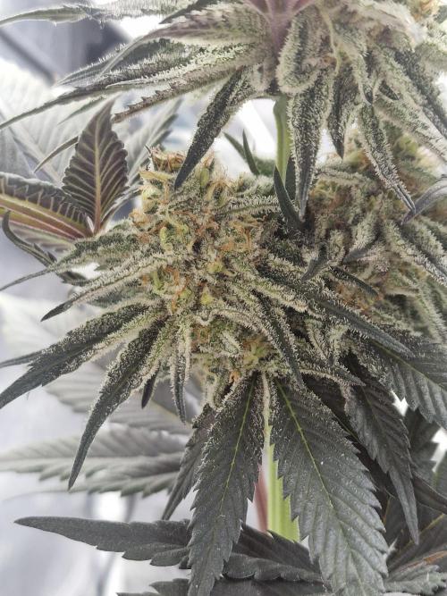 Northern Light DWC. Week 14