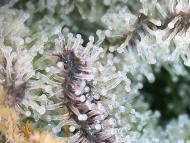 Northern Light DWC. Week 14