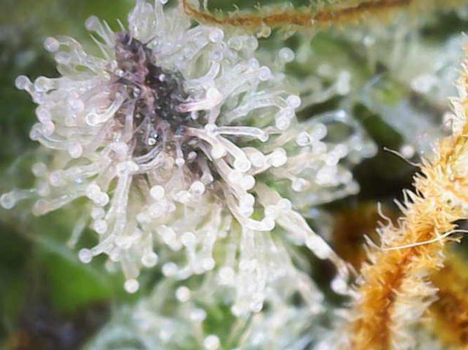 Northern Light DWC. Week 14