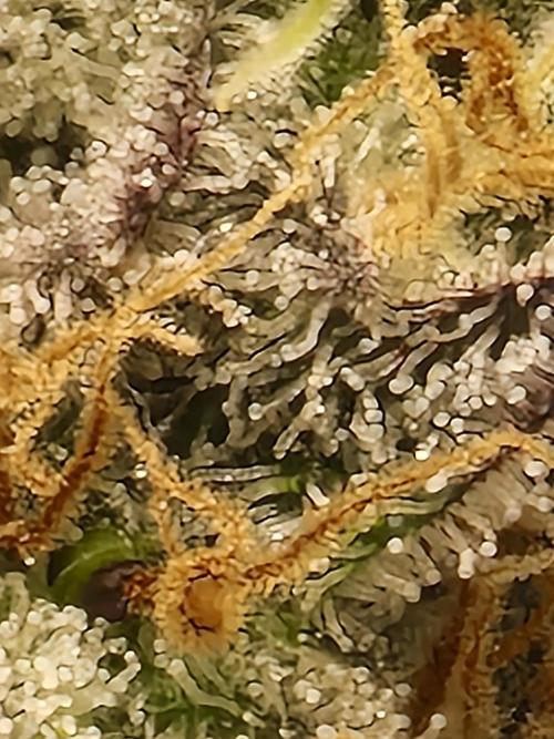 Northern Light DWC. Week 14