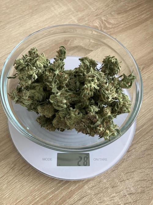 Kitsune Kush Auto. Week 11 - Ernte Pflanze 1