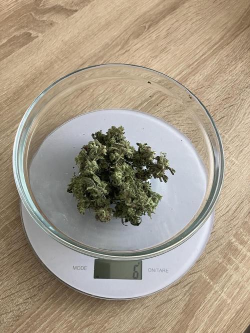 Kitsune Kush Auto. Week 11 - Ernte Pflanze 2