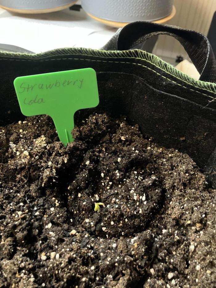 Strawberry Cola Auto. Week 0