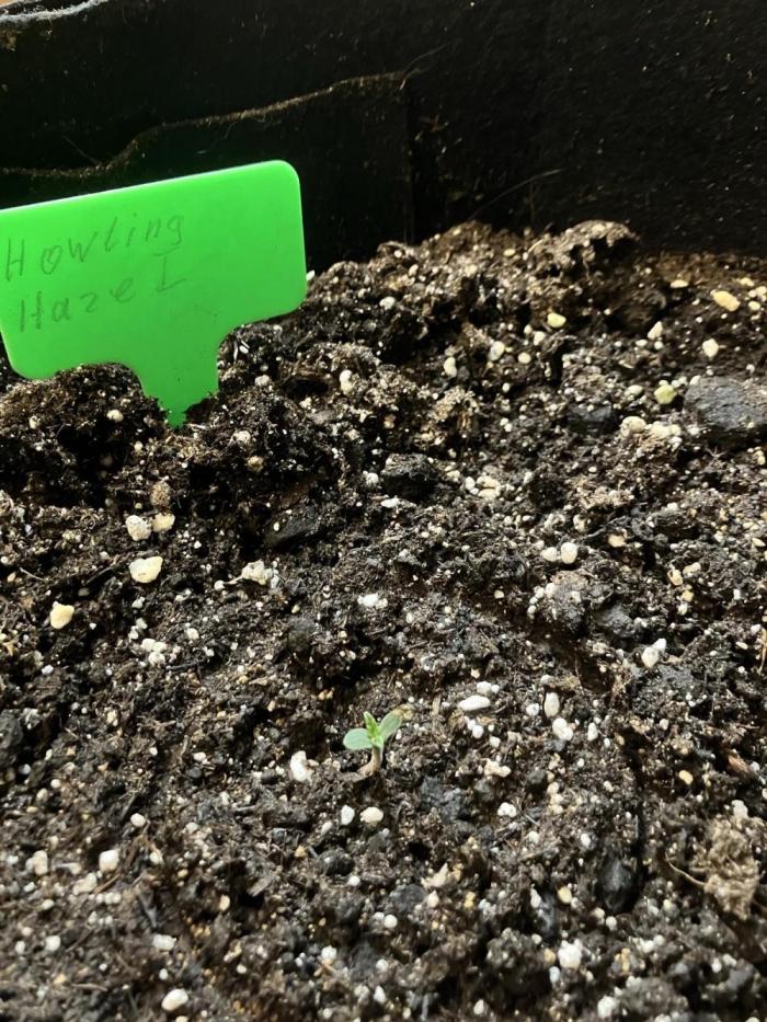 Howling Haze Auto. Week 0