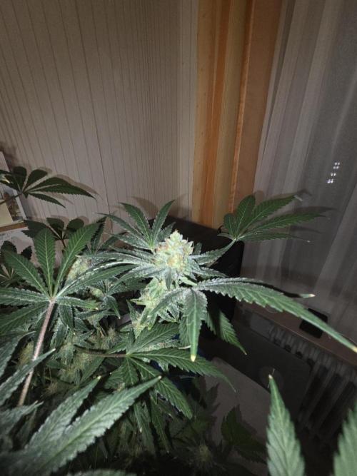 Blue Mystic. Week 14 - Pflanze 1