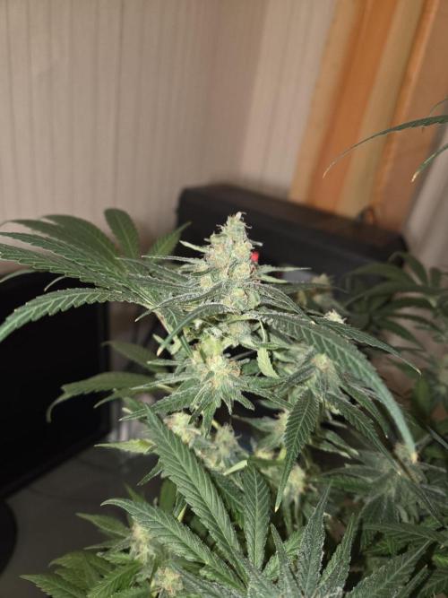 Blue Mystic. Week 14 - Pflanze1