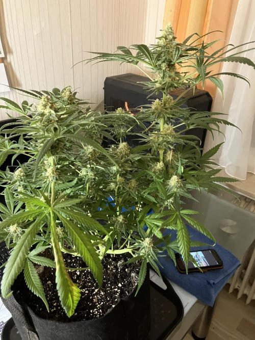 Blue Mystic. Week 14 - Pflanze 1