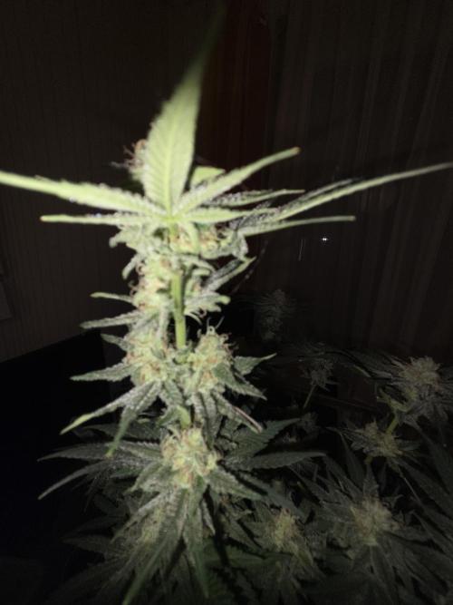 Blue Mystic. Week 14 - Pflanze 2