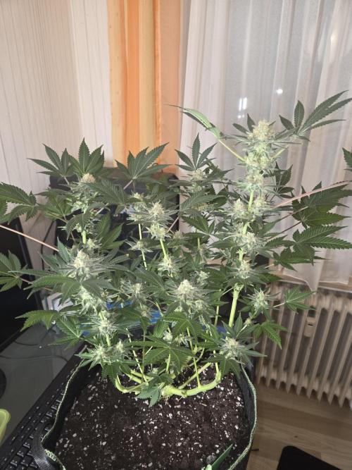 Blue Mystic. Week 14 - Pflanze 2