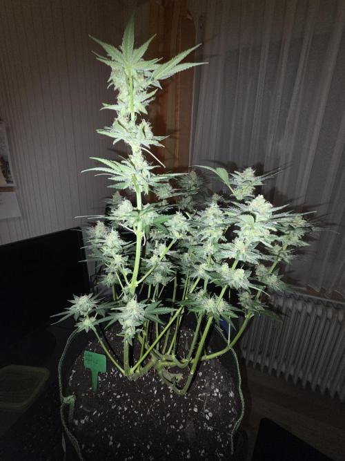 Blue Mystic. Week 14 - Pflanze 2