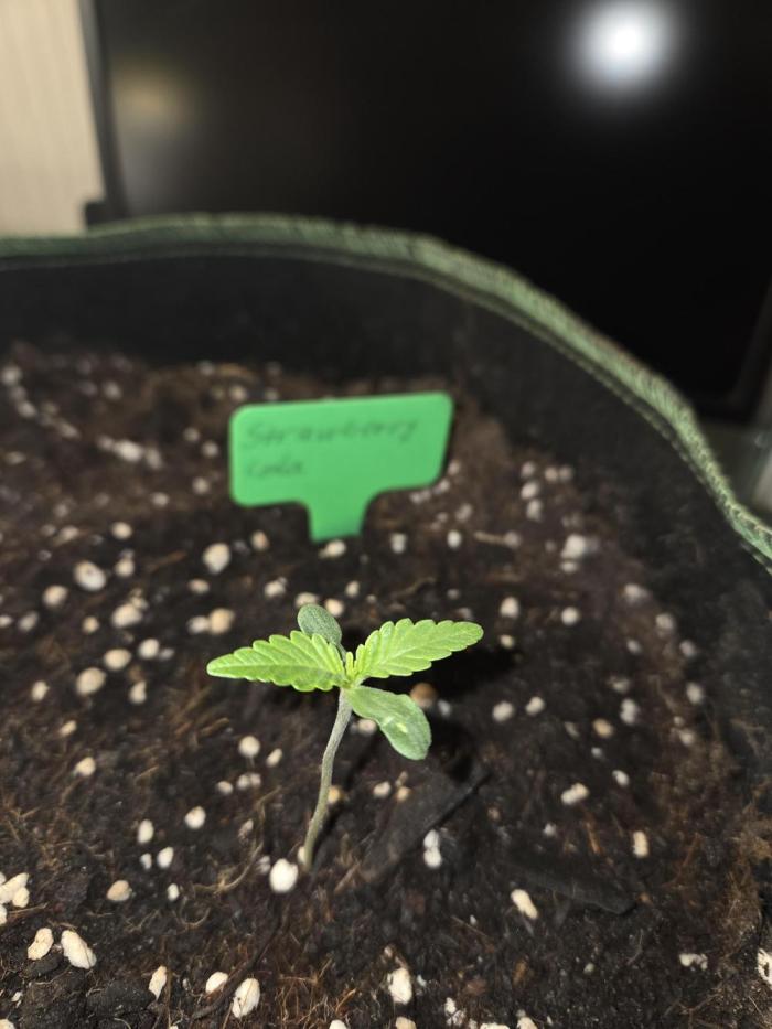 Strawberry Cola Auto. Week 1