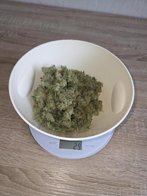 Black Orchid Auto. Week 12