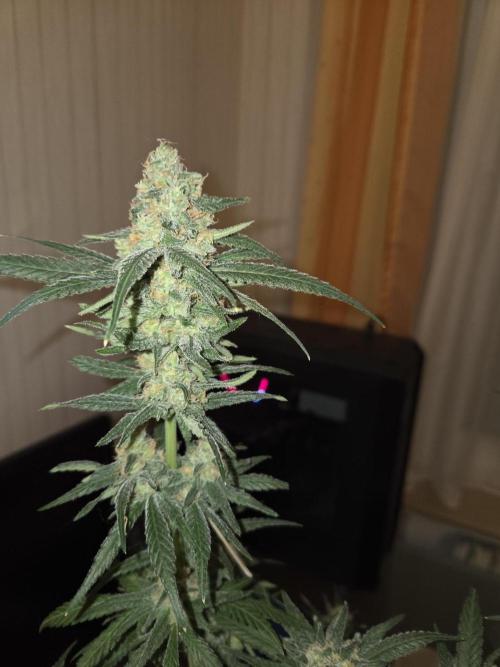 Blue Mystic. Week 15 - Pflanze 1