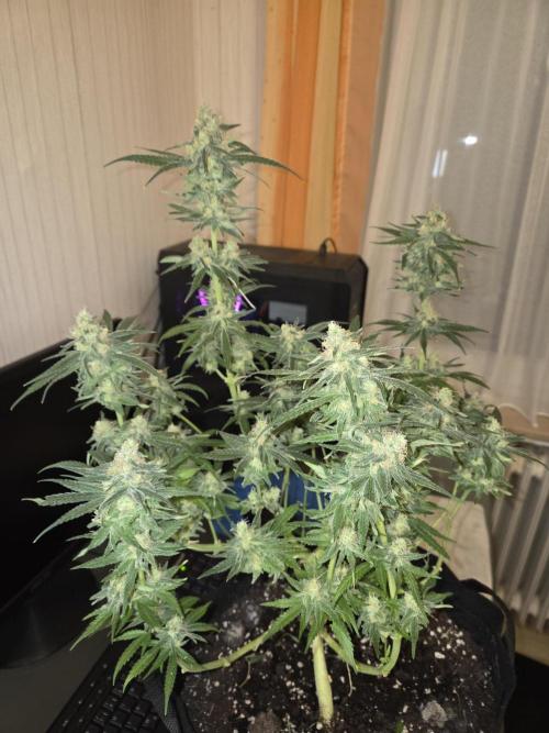 Blue Mystic. Week 15 - Pflanze 1