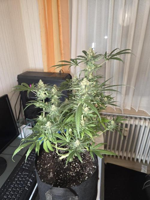 Blue Mystic. Week 15 - Pflanze 1