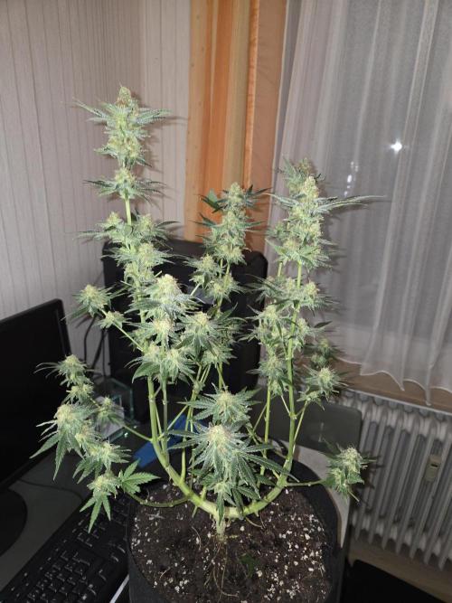 Blue Mystic. Week 15 - Pflanze 2