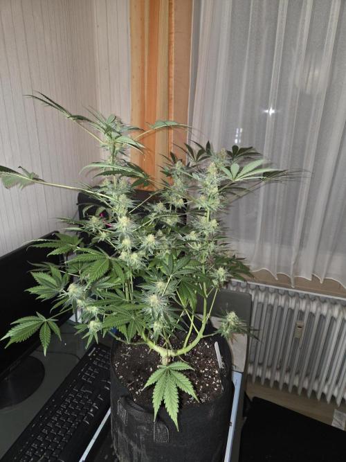 Blue Mystic. Week 15 - Pflanze 2