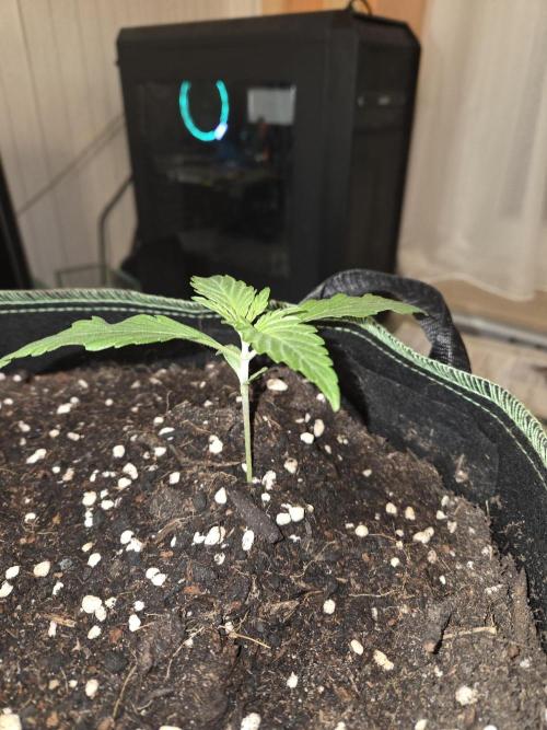 Strawberry Cola Auto. Week 2