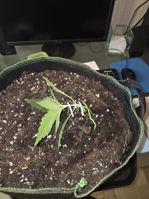 Strawberry Cola Auto. Week 2