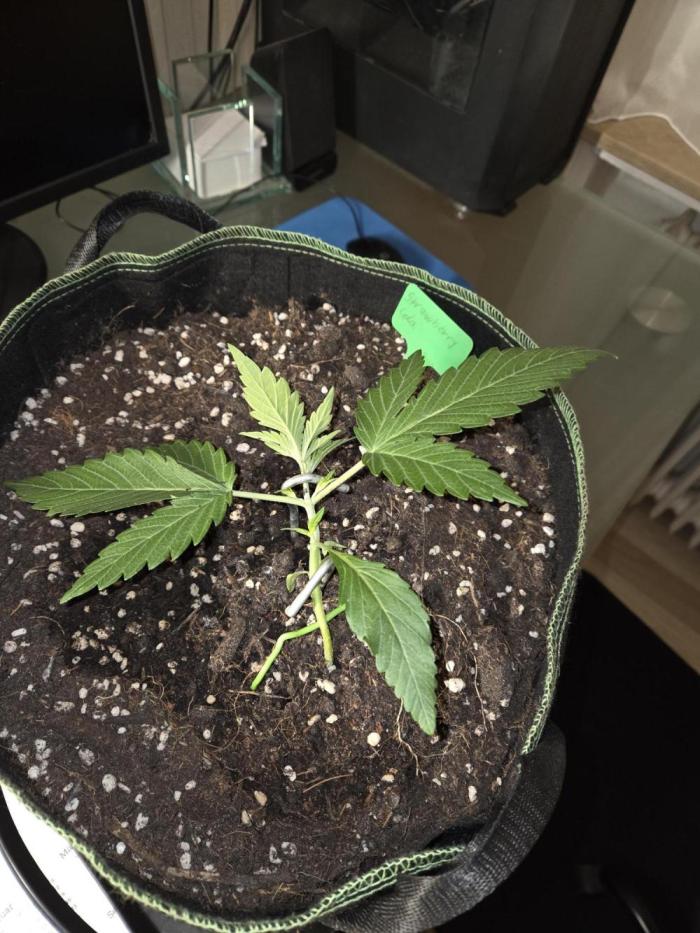 Strawberry Cola Auto. Week 3