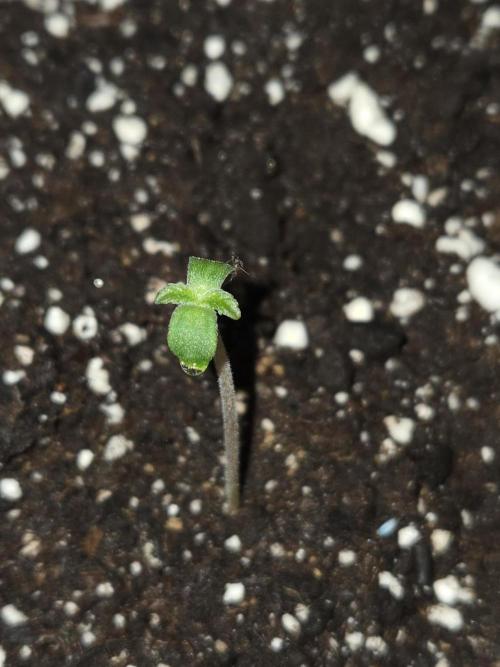 Northern Lights. Week 0 - #1