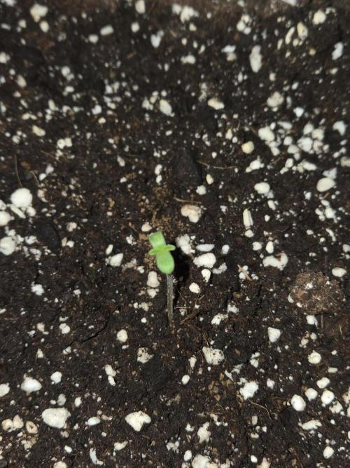 Northern Lights. Week 0 - #2