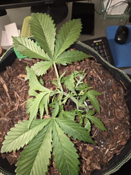 Strawberry Cola Auto. Week 4