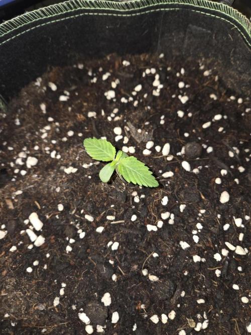 Northern Lights. Week 1 - #1